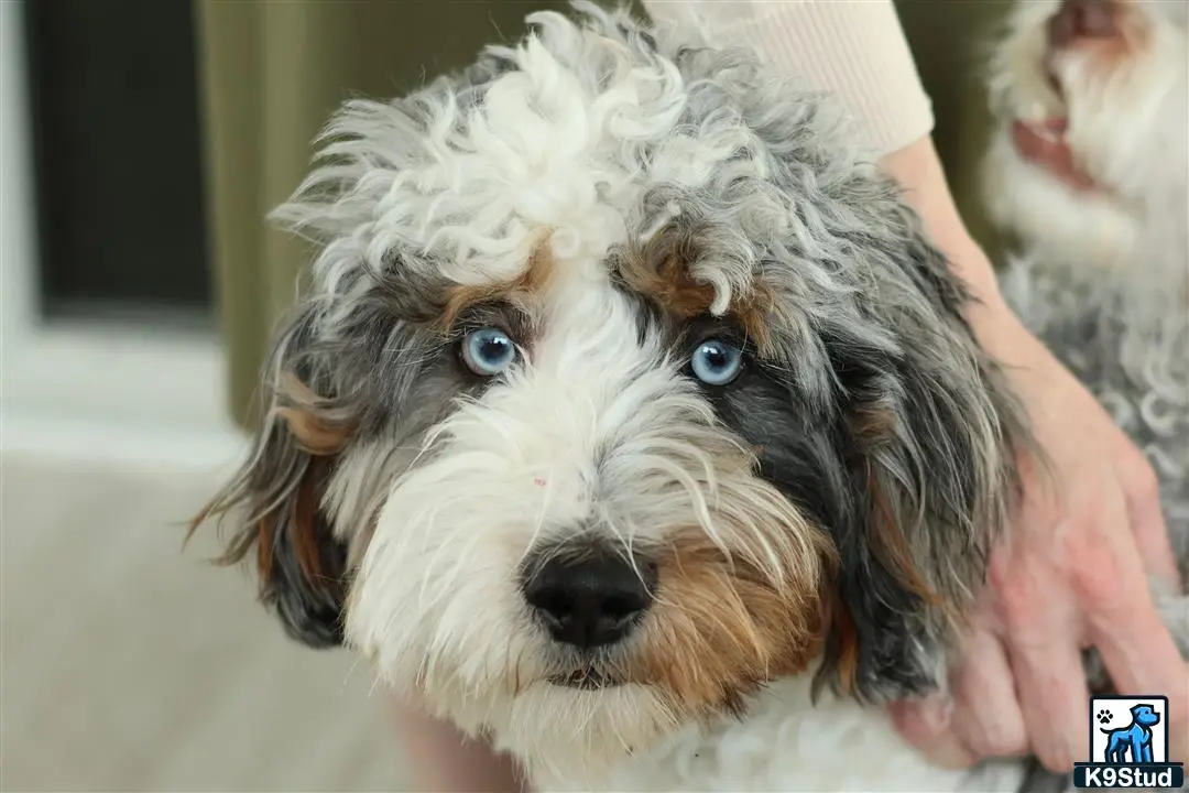 Bernedoodle stud dog: a bernedoodle dog with a persons hand holding it