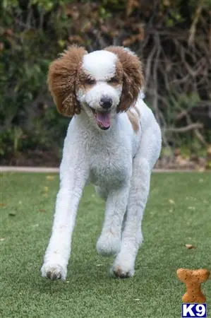 Poodle stud dog: a poodle dog standing on grass
