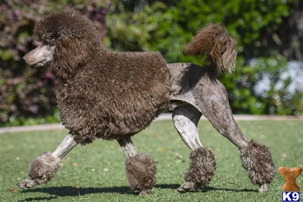 Poodle stud dog: two poodle dogs playing in the grass