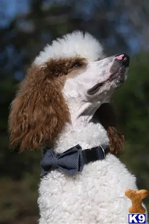 Poodle stud dog: a poodle dog wearing a bow tie