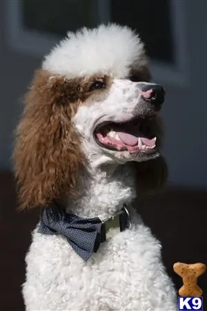 Poodle stud dog: a poodle dog wearing a bow tie
