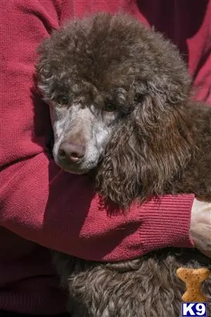 Poodle stud dog: a poodle dog wearing a sweater