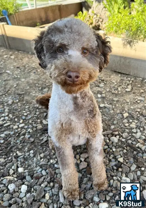 Poodle stud dog: a poodle dog sitting on rocks