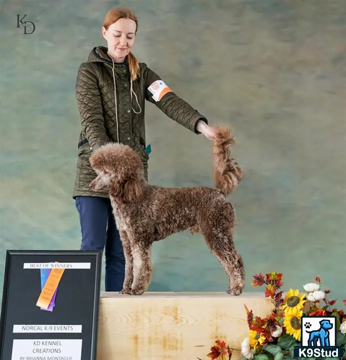 Poodle stud dog: a person standing next to a poodle dog