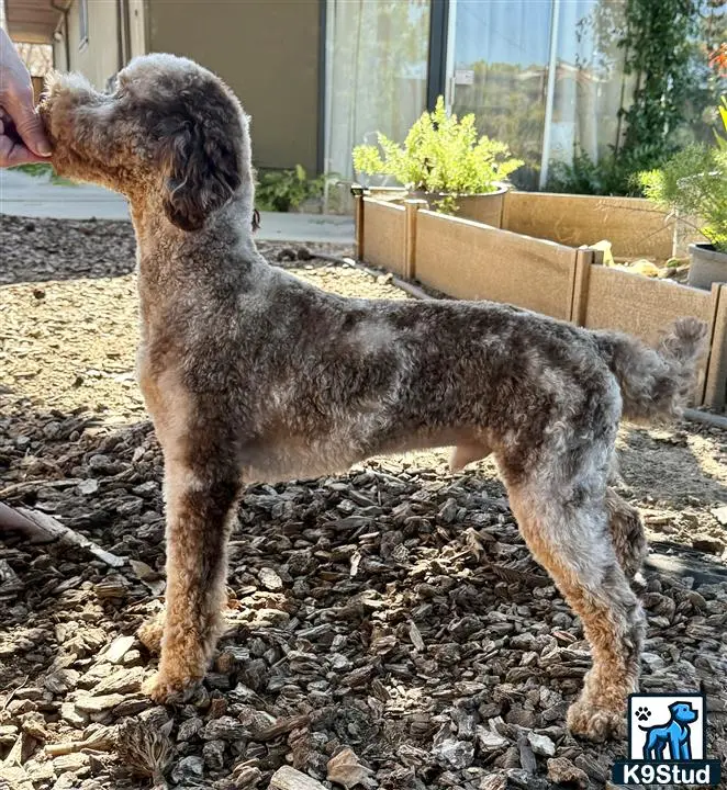 Poodle stud dog: a poodle dog standing on a pile of leaves