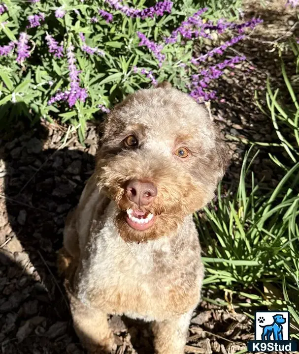 Poodle stud dog: a brown furry animal with its mouth open in front of purple flowers