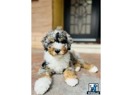Bernedoodle stud dog: a bernedoodle dog lying on the ground