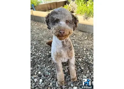 Poodle stud dog: a poodle dog sitting on rocks