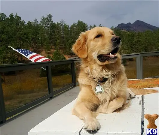 Golden Retriever stud dog: a golden retriever dog sitting on a deck