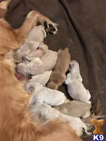 Golden Retriever stud dog: a group of baby animals