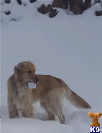 Golden Retriever stud dog: a golden retriever dog running in the snow