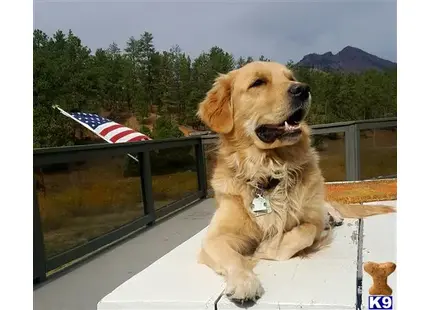 Golden Retriever stud dog: a golden retriever dog sitting on a deck