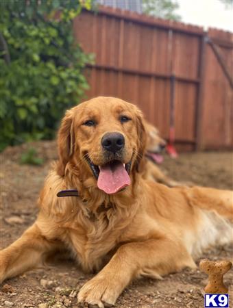 a golden retriever dog lying on the ground