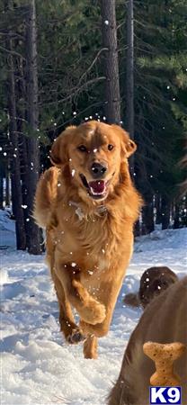 Golden Retriever stud dog