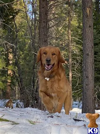 Golden Retriever stud dog