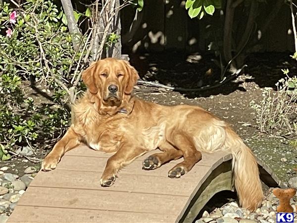 Golden Retriever stud dog