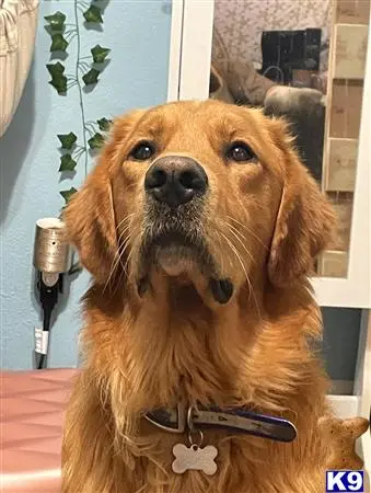 Golden Retriever stud dog