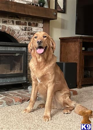 Golden Retriever stud dog