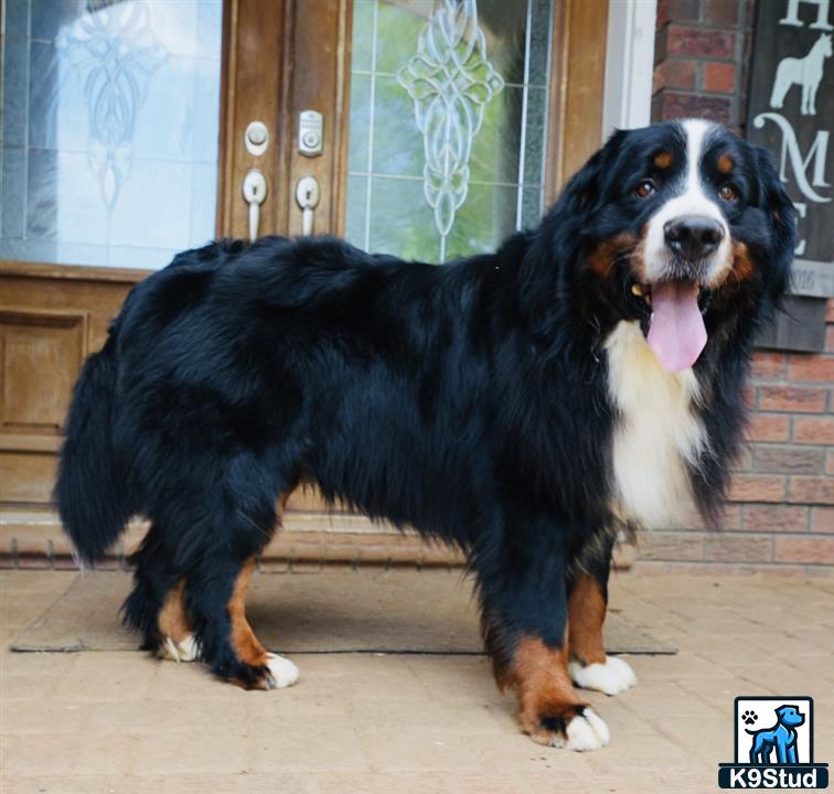 a bernese mountain dog dog standing on a porch