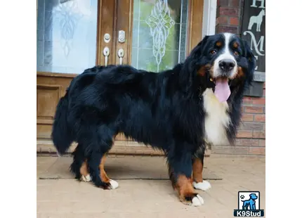 a bernese mountain dog dog standing on a porch