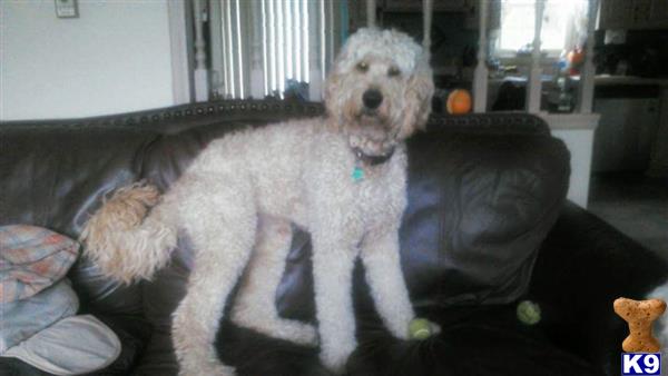 goldendoodlebrady Picture 1