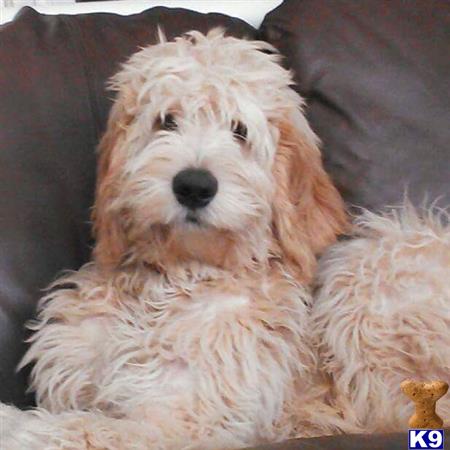 goldendoodlebrady Picture 2