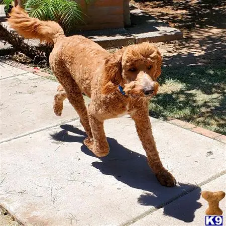 Goldendoodles stud dog