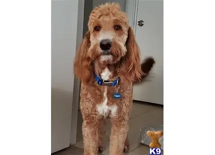 Goldendoodles