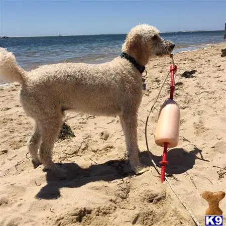 Goldendoodles stud dog