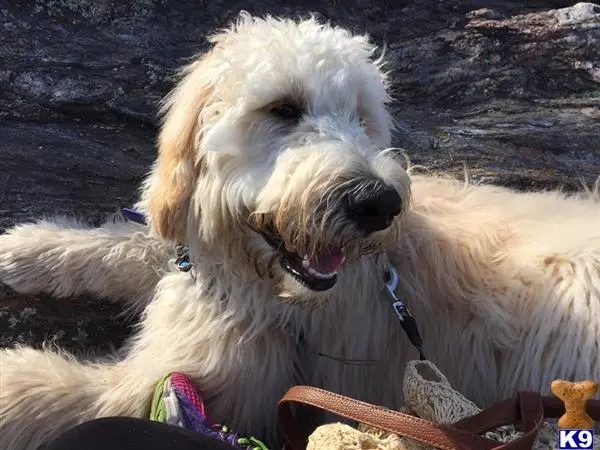 Goldendoodles stud dog