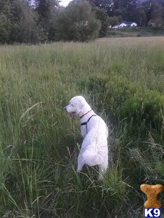 Goldendoodles female dog