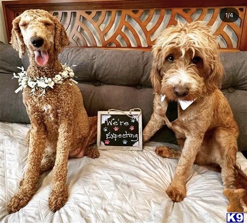 Goldendoodles