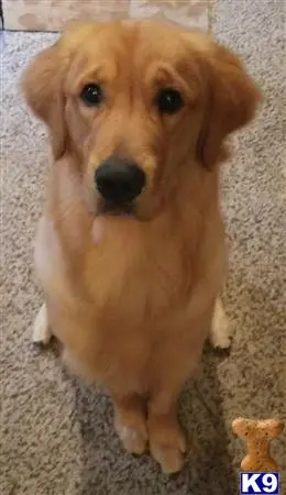 Golden Retriever stud dog