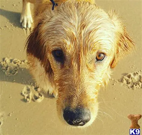 Golden Retriever stud dog