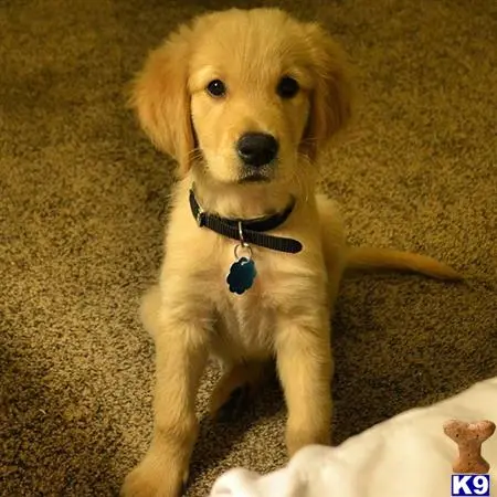 Golden Retriever female dog