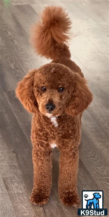 a goldendoodles dog standing on a tile floor