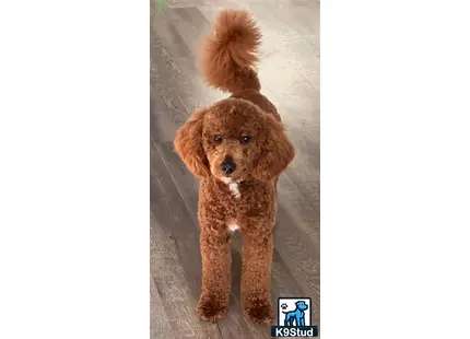 a goldendoodles dog standing on a tile floor