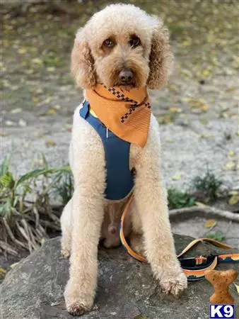 Goldendoodles stud dog