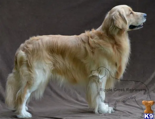 Golden Retriever stud dog