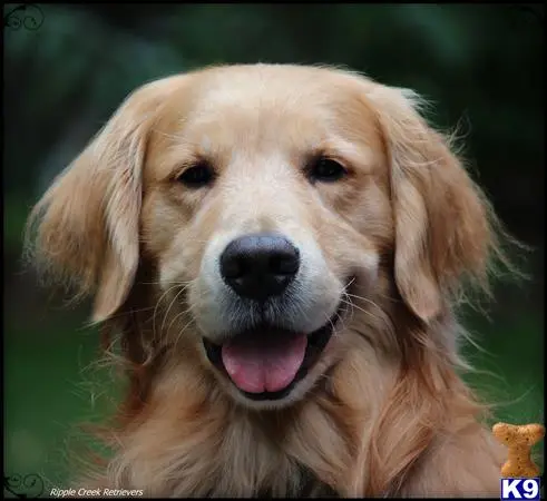 Golden Retriever stud dog