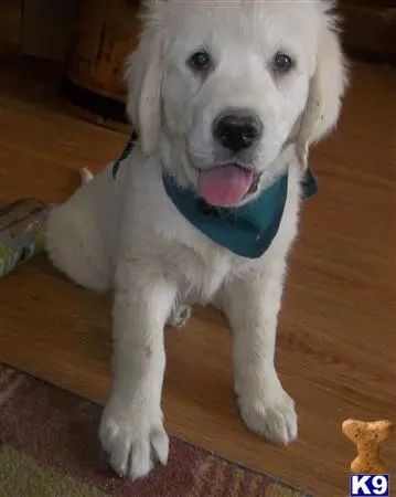 Golden Retriever puppy for sale