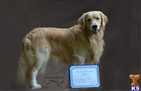 Golden Retriever stud dog