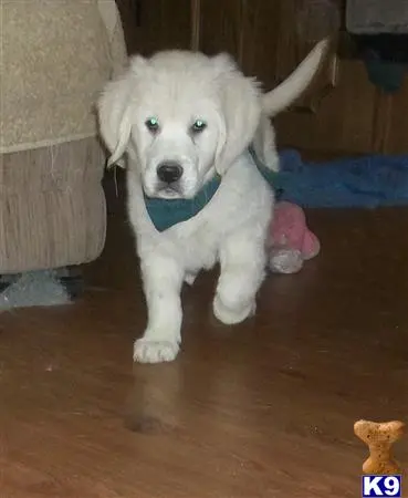 Golden Retriever puppy for sale