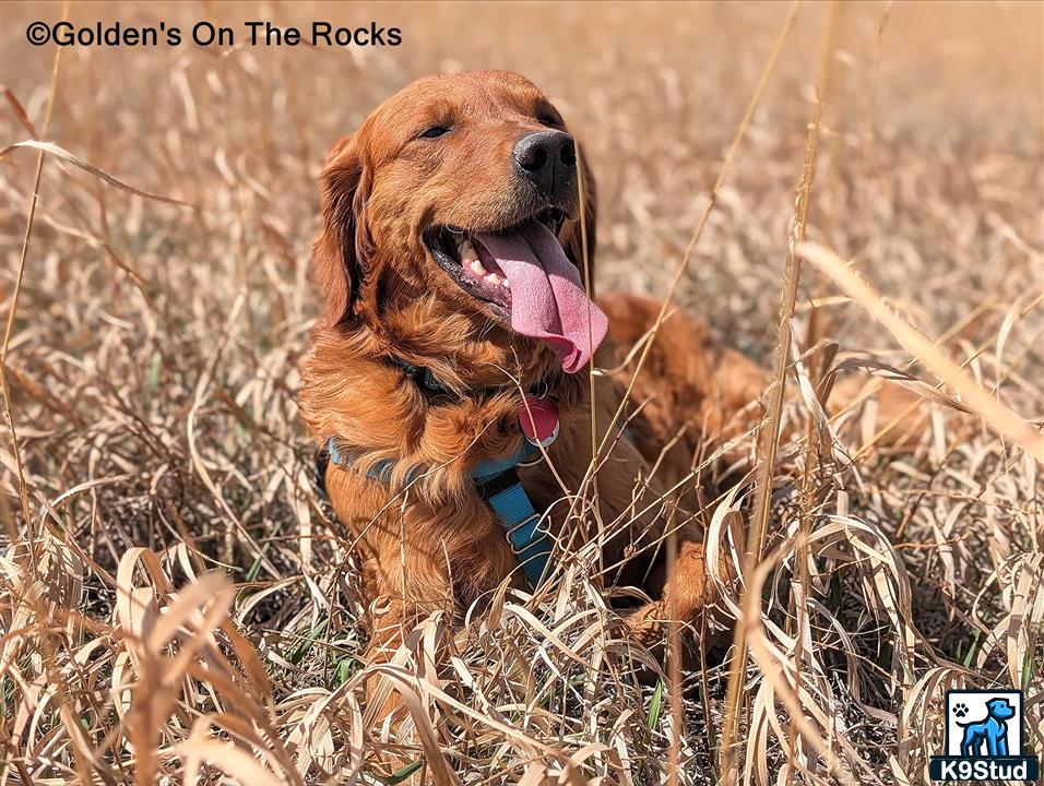 a golden retriever dog lying in dry grass
