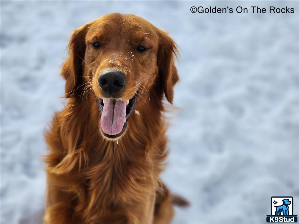a golden retriever dog with its tongue out