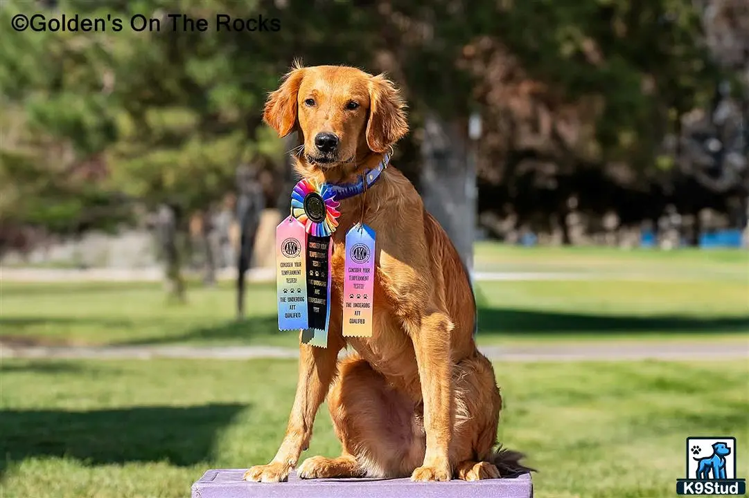Golden Retriever stud dog: a golden retriever dog sitting on a rock with a number tag on it