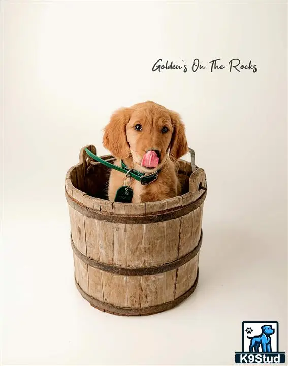 Golden Retriever stud dog: a golden retriever dog in a barrel