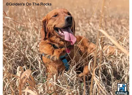 Golden Retriever stud dog: a golden retriever dog lying in dry grass