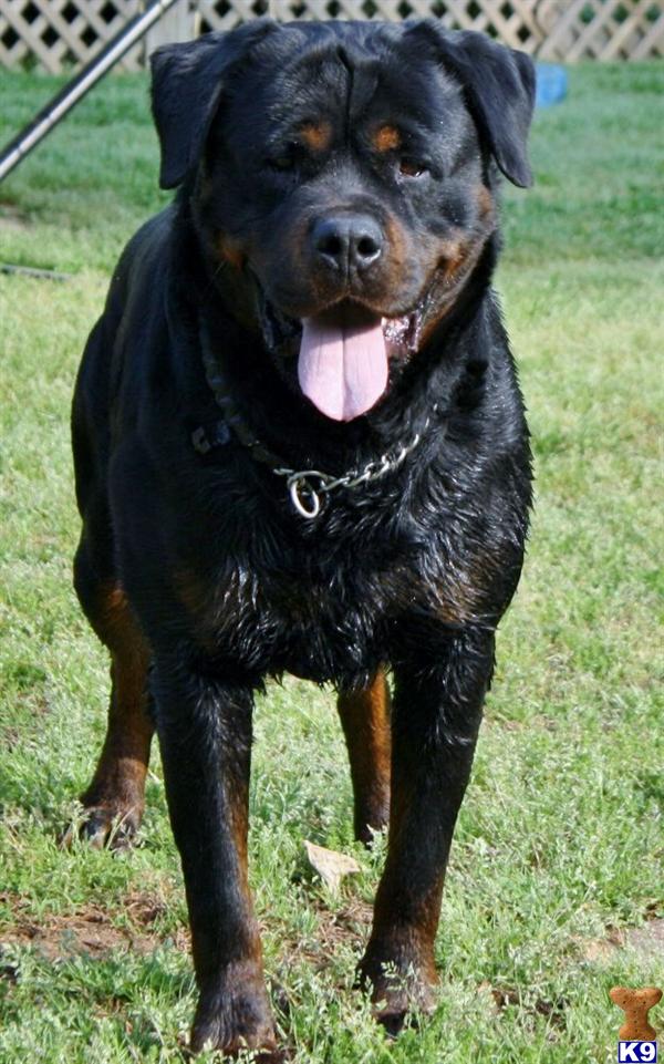 Rottweiler stud dog