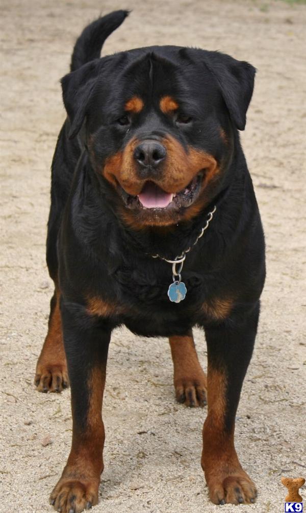 Rottweiler